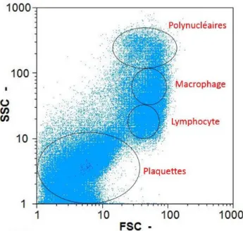 Figure 1-5 : Spectre de cytométrie, représentant  les signaux d’intensité diffusée dans  l’axe du rayon incident  (FSC) et à 90° du rayon incident (SSC)