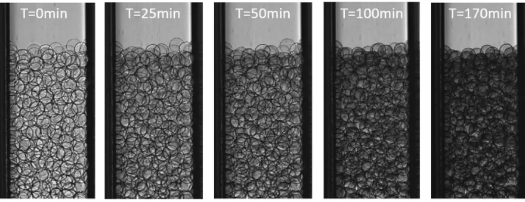 Figure 2-7 : Images de microscopie optique du capillaire contenant des billes d'alginate de 305 µm de diamètre  durant une expérience de capture de particules micrométriques en fonction du temps T
