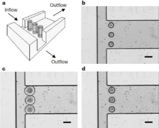 Figure  9  Structure de la vanne de Beebe. (a) Des plots préfabriqués dans le micro-canal servent de  support à l’hydrogel