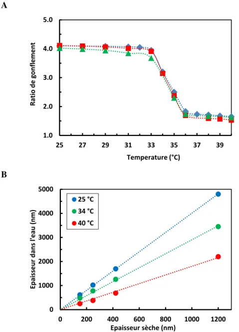 Figure  10 A  - Ratios de gonflement pour des films de pNIPAM (taux de modification 2%) d’épaisseurs  sèches  différentes en fonction de la température  (   150  nm,    250  nm,    420  nm)