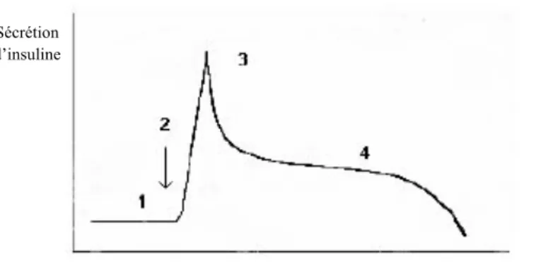 Figure 2 : Dynamique de l’insulinosécrétion en dehors de la grossesse chez la personne saine