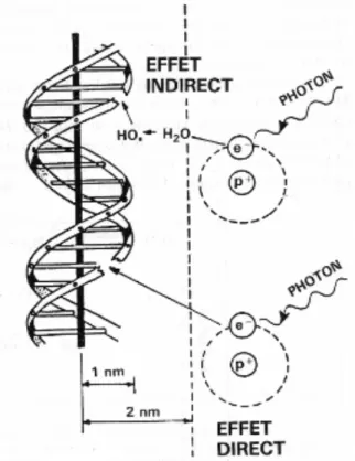 Figure 2 : Lésions de l'ADN simple ou  double brin induites par les effets directs  et indirects des rayonnements ionisants  d’après Fourquet, 2011 (31)  