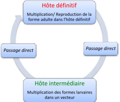 Figure 7 : Cycle hétéroxène avec plusieurs hôtes intermédiaires 
