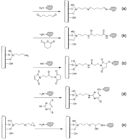Figure 23: Différentes voies pour l’immobilisation covalente d’enzymes, via leurs groupements -NH 2  ou -SH de surface, sur  un support fonctionnalisé [98]  