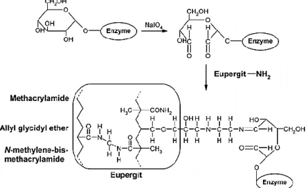 Figure 36 : Immobilisation covalente d’une enzyme oxydée par le périodate sur une résine Eupergit©C a minée [182]