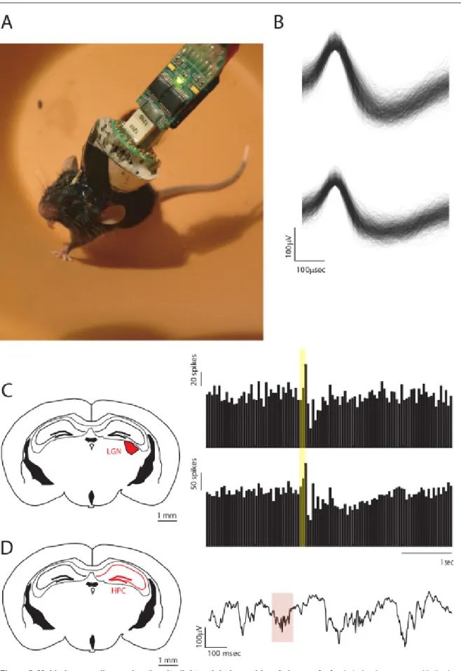 Figure 5. Multi-site recordings using the ultralight-weight hyperdrive. A. Image of a freely behaving mouse with the hyperdrive implanted.