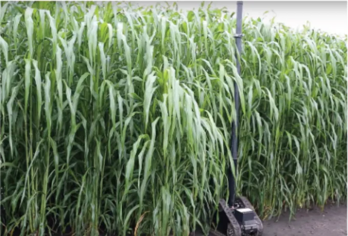Fig. 9   The TERRA-MEPP plat- plat-form being deployed in mature  sorghum during August 2016