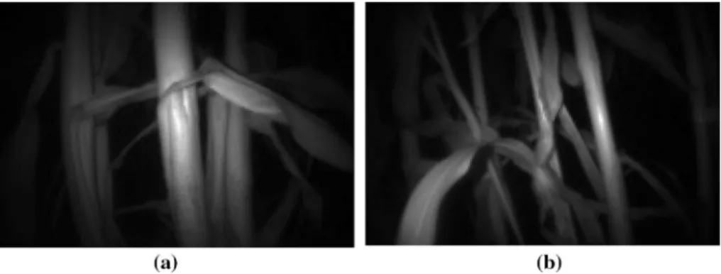 Fig. 10   Sample frames from the PMD depth sensor. The PMD was used to collect images at 15 fps and was  mounted approximately 100 mm off the ground on the base of the robot to capture the second internode of  the stalk