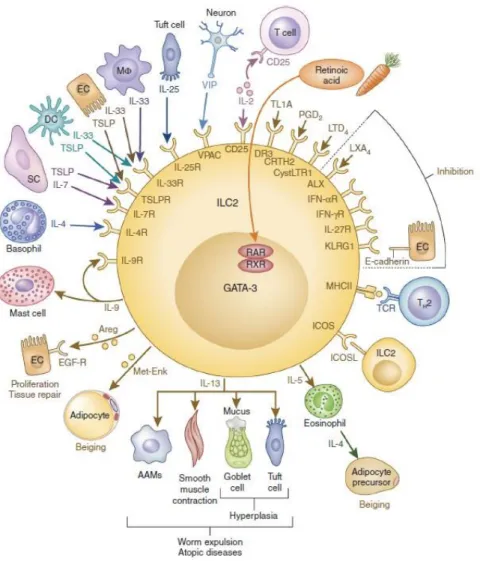 Figure 3 (Adaptée de Klose and Artis, 2016, Nat Immunol) : Les ILC2 interagissent avec un  grand nombre de types cellulaires de leur environnement  