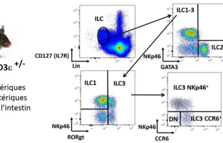 Figure 5 : Stratégie d’analyse des ILC par cytométrie en flux 