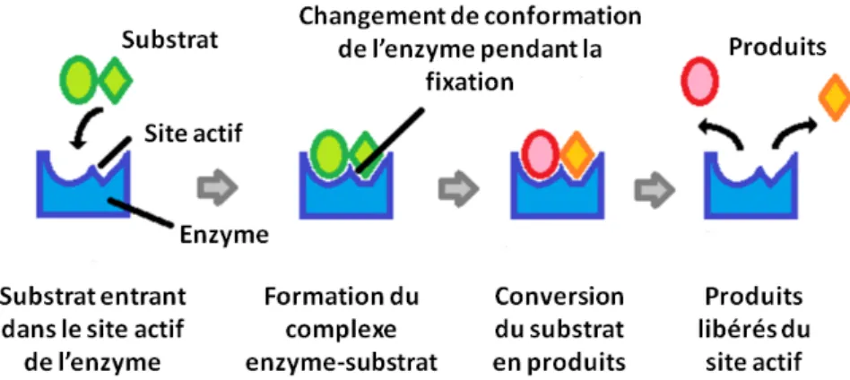Figure 3. Procédure de catalyse enzymatique. Adapté de [2]. 