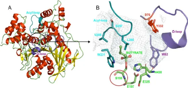 Figure 5. Structure primaire de la butyrylcholinestérase humaine. 