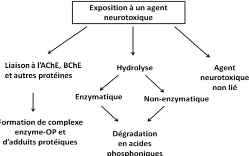 Figure 7. Evolution des agents neurotoxiques après exposition.