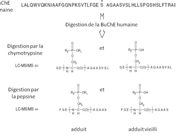 Figure 12.Peptides obtenus après clivage enzymatique de la BuChE par deux protéases, la  chymotrypsine et la pepsine