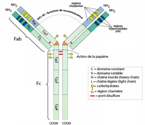 Figure 17 : Représentation schématique d’une molécule d’IgG. Issu de [58]. 