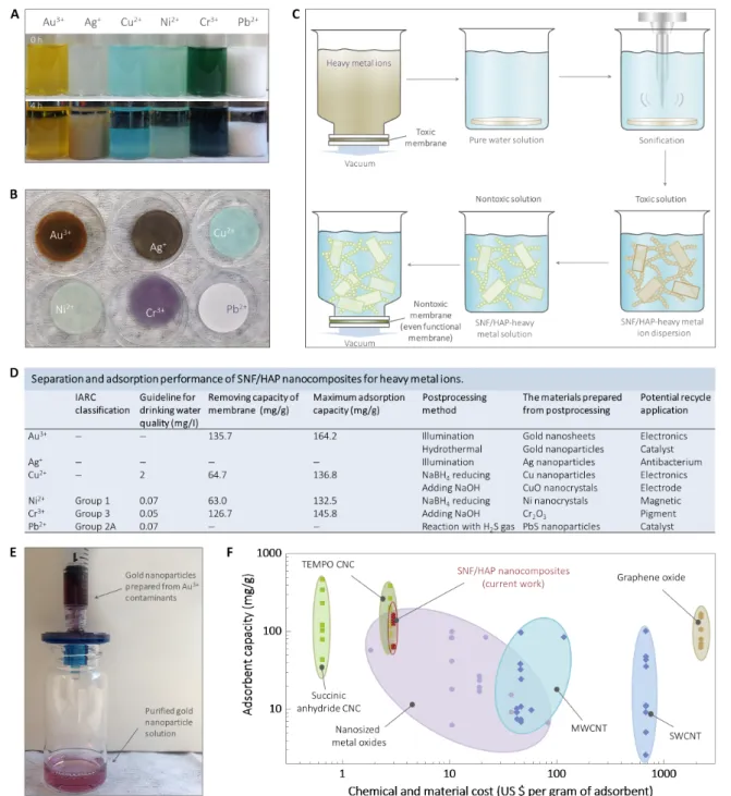 Fig. 5. Removal and recycling of heavy metal ions by SNF/HAP membranes. (A) Image of SNF/HAP dispersion-adsorbed metal ions at 0 and 24 hours (see section S10 for more details)