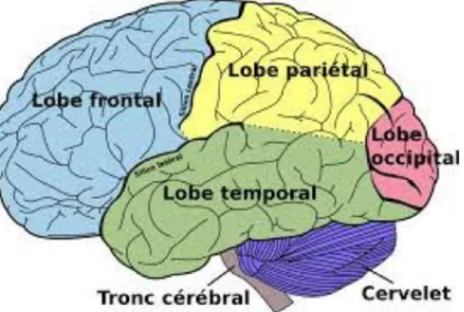 Figure 1.5 – Schéma du cerveau avec lobes externes, cervelet et tronc cérébral