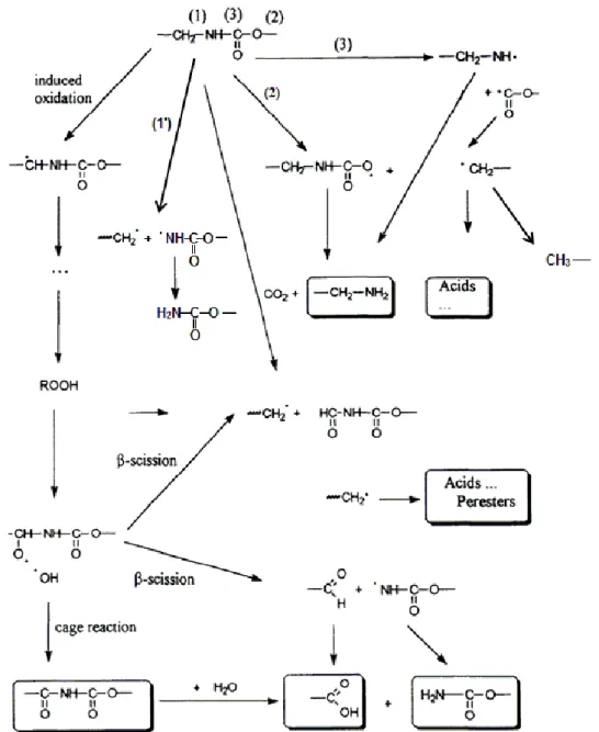 Figure I-8 - Mécanisme de photo-oxydation des polyesteruréthanes aliphatiques (Wilhelm et Gardette, 1997; 