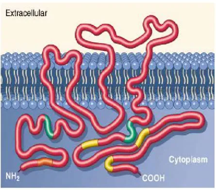 Figure 3. Structure de l’antigène CD20 (d’après Pescovitz M.D., 2001) 