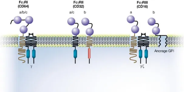 Figure 4. Structure des différents récepteurs FcR (d’après Cartron G., 2007) 