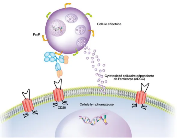 Figure 5. Cytotoxicité cellulaire dépendante des anticorps (ADCC) (d’après  Cartron G., 2007) 