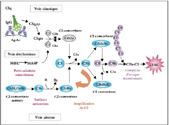 Figure 6. Les voies du complément (d’après Probst A., 2006) 