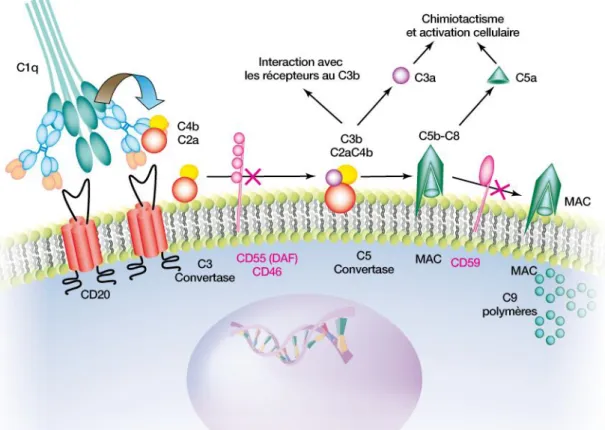 Figure 7. Cytotoxicité cellulaire dépendante du complément (CDC)  (d’après Cartron G., 2007) 