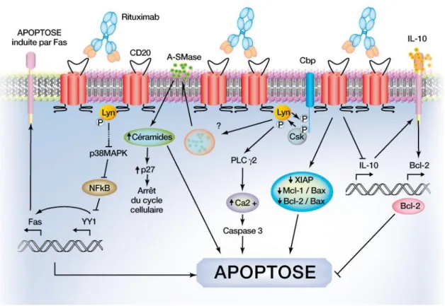 Figure 8. Voies d’activation de l’apoptose (d’après Cartron G., 2007) 