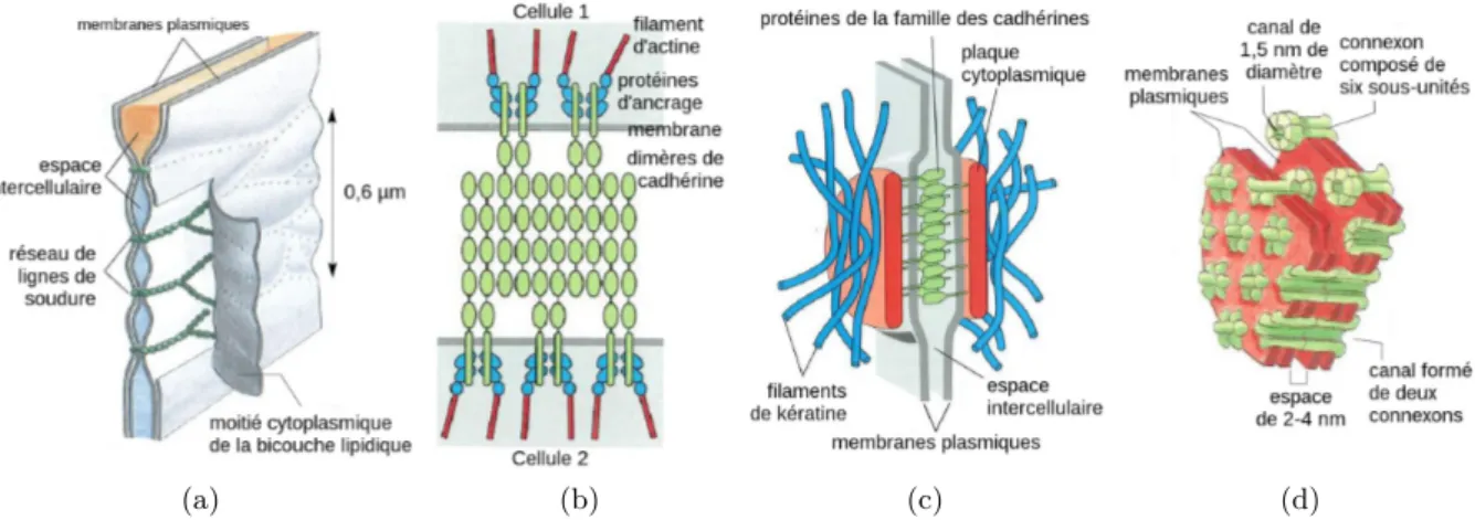 Figure 1.6 – Représentations, adaptées de [1], des différents types de jonctions cellule-cellule.