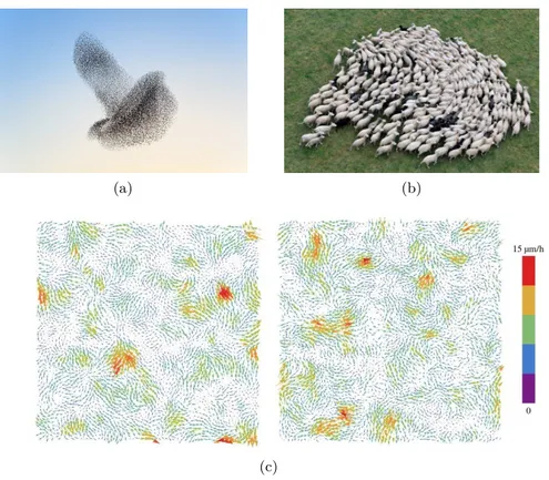 Figure 1.14 – Exemples de mouvements collectifs décrits par un modèle à la Vicsek. (a) Volée d’étourneaux dans le ciel de la réserve naturelle de Shapwick Heath, Somerset,  Royaume-Uni