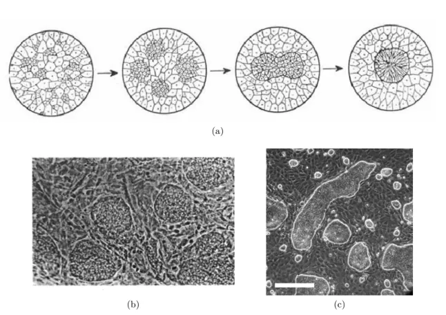 Figure 1.18 – (a) Schémas montrant l’évolution d’un agrégat de cellules embryonnaires de salamandre où sont initialement mélangées de manière homogène des cellules de l’endoderme et des cellules de la plaque neurale