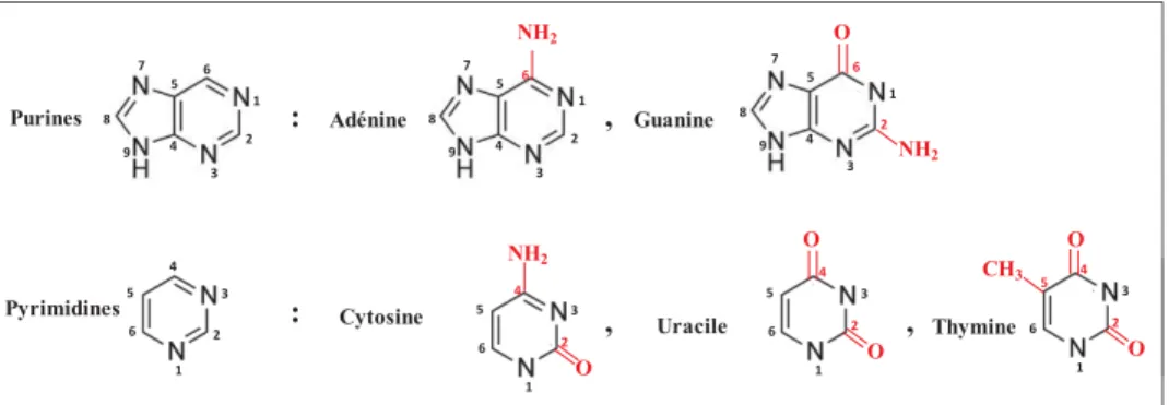Figure II-18 : Structure des différentes bases nucléiques canoniques ; Adénine, guanine, cytosine, uracile et thymine