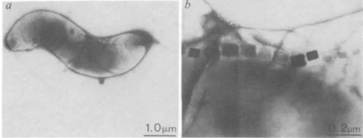 Figure  10  :  Images  de  uranyl-acetate-stained  magnetic  bacteria  de  l'horizon  Ah  d'un  moor   (Fassbinder  1990) 