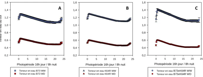 Figure 5 : Cinétique moyenne quotidienne de la teneur en eau du sol pour les plantes bien irriguées  (WW) et en déficit hydrique (WD), pour les génotypes B73 (A), K64R (B) et B73xK64R (C)