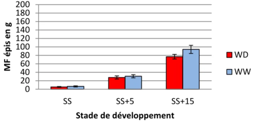 Figure 8 :  Masse fraiche moyenne par épi à 3  stades  de développement pour les plantes bien  irriguées (WW) et en déficit hydrique (WD), pour le génotype K64R