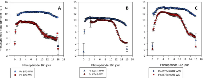 Figure 16 :  Cinétique  quotidienne  moyenne de photosynthèse nette  (Pn) des plantes bien irriguées  (WW) et en déficit hydrique (WD), pour les génotypes B73 (A), K64R (B) et B73xK64R  (C)