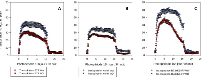 Figure  18  :  Cinétique  quotidienne  moyenne  de transpiration des plantes bien irriguées (WW) et en  déficit hydrique (WD), pour les génotypes B73 (A), K64R (B) et B73xK64R (C)