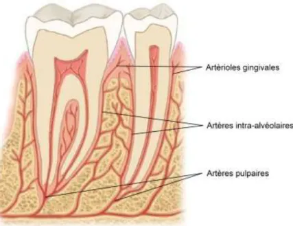 Figure 3 : illustration du plexus artériel complexe assurant la vascularisation du parodonte (d’après Nelson et Ash, 2010) 