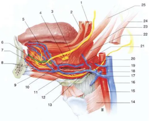 Figure 6 : illustration de l’anatomie du plancher buccal avec notamment mise en évidence de l’artère et de la veine  sublinguale (8) et du contact terminal de l’artère sublinguale avec la corticale mandibulaire (7) (d’après Ricbourg, 2008) 