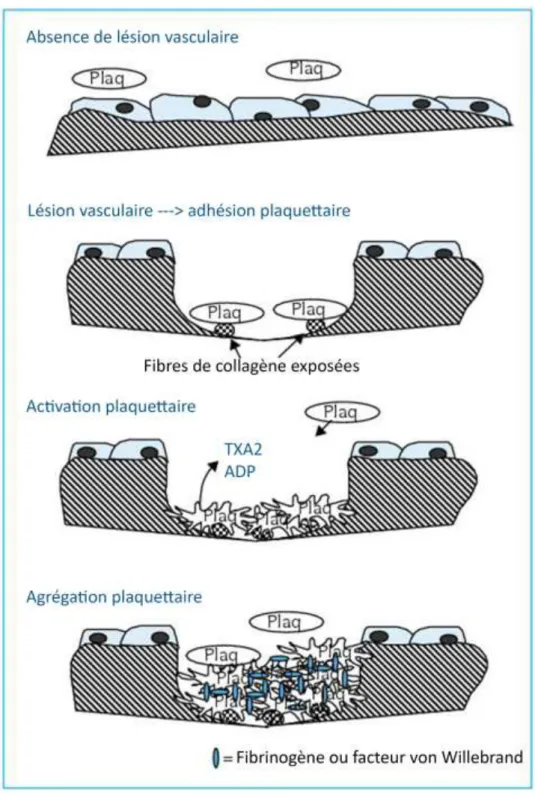 Figure 7 : schéma récapitulatif du déroulement de l’hémostase primaire (adhésion, activation et agrégation plaquettaire)  (d’après DeRevel, 2004) 