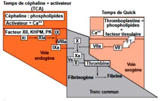 Figure 10 : facteurs de coagulation explorés par le temps de Quick (TQ) et le TCA (d’après Bezeaud, 2001) 