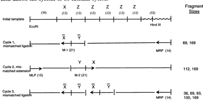 Figure  1-2:  Schematic  representation  of  the  unary  counter.  M-1  and  M-2  are  mu- mu-tagenic  rule  oligonucleotides;  MRP  and  MLP  are  perfectly  matched  outside   oligonu-cleotides