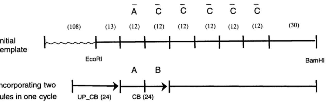 Figure  4-1:  Schematic  representation  of  UP_CB  system.  UP_CB is  a  perfectly matched  24b  long  oligonucleotide