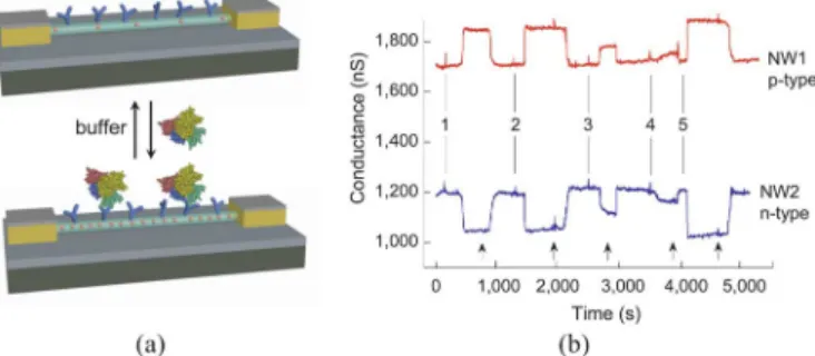 Fig. 1. (a) Schematic of a p-type planar FET device, where S, D, and G correspond to source, drain and gate electrodes, respectively