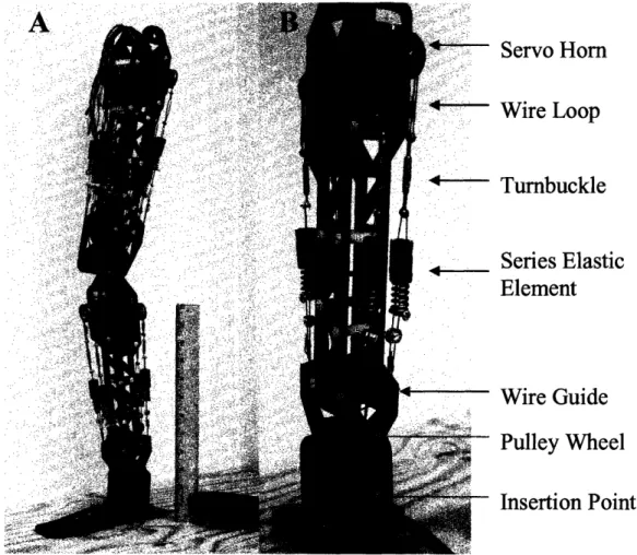 Figure 2  A shows  the leg and its  scale.  Figure 2 B  shows a close-up of the lower  leg.