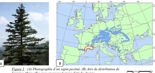 Figure 1 : (A) Photographie d’un sapin pectiné, (B) Aire de distribution de  l’espèce Abies alba avec en rouge la zone d’étude choisie