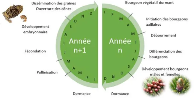 Figure 2 : Cycle de reproduction de l’espèce Abies alba. 