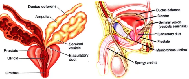 Fig.  1 :  Illustration of  the  seminal  vesicles,  prostate  gland  and  other  organs  of  the  male genitourary tract.' 8