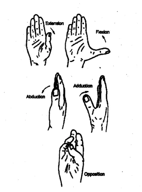 Figure  3.4:  Degrees  of freedom  in the CMC joint of the thumb [6].