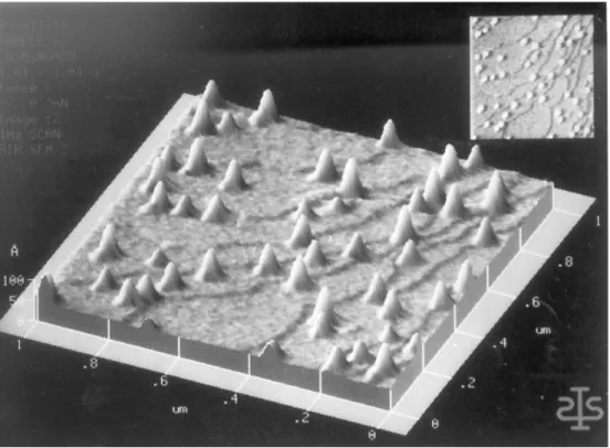 Fig. 2.1 { Prol en mirosopie par fore atomique d' ^ lots d'InAs sur GaAs. L' ehelle suivant z est